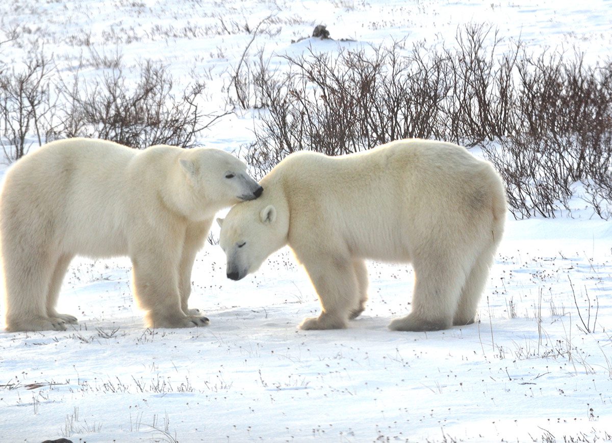 Fall Polar Bears Credit Travel Manitoba