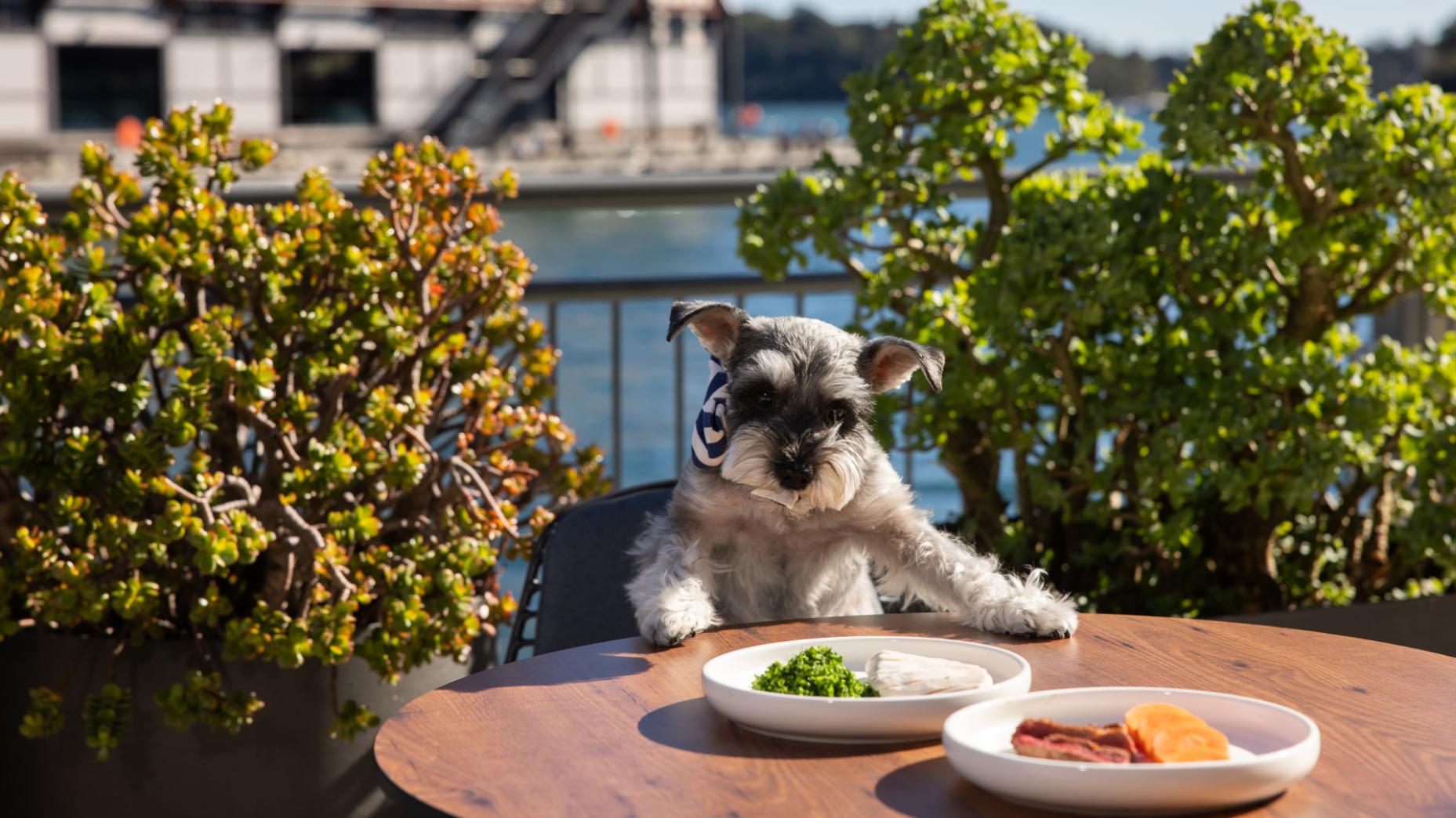 Pups on the Pier at Pier One Sydney | Credit: Pier One Sydney