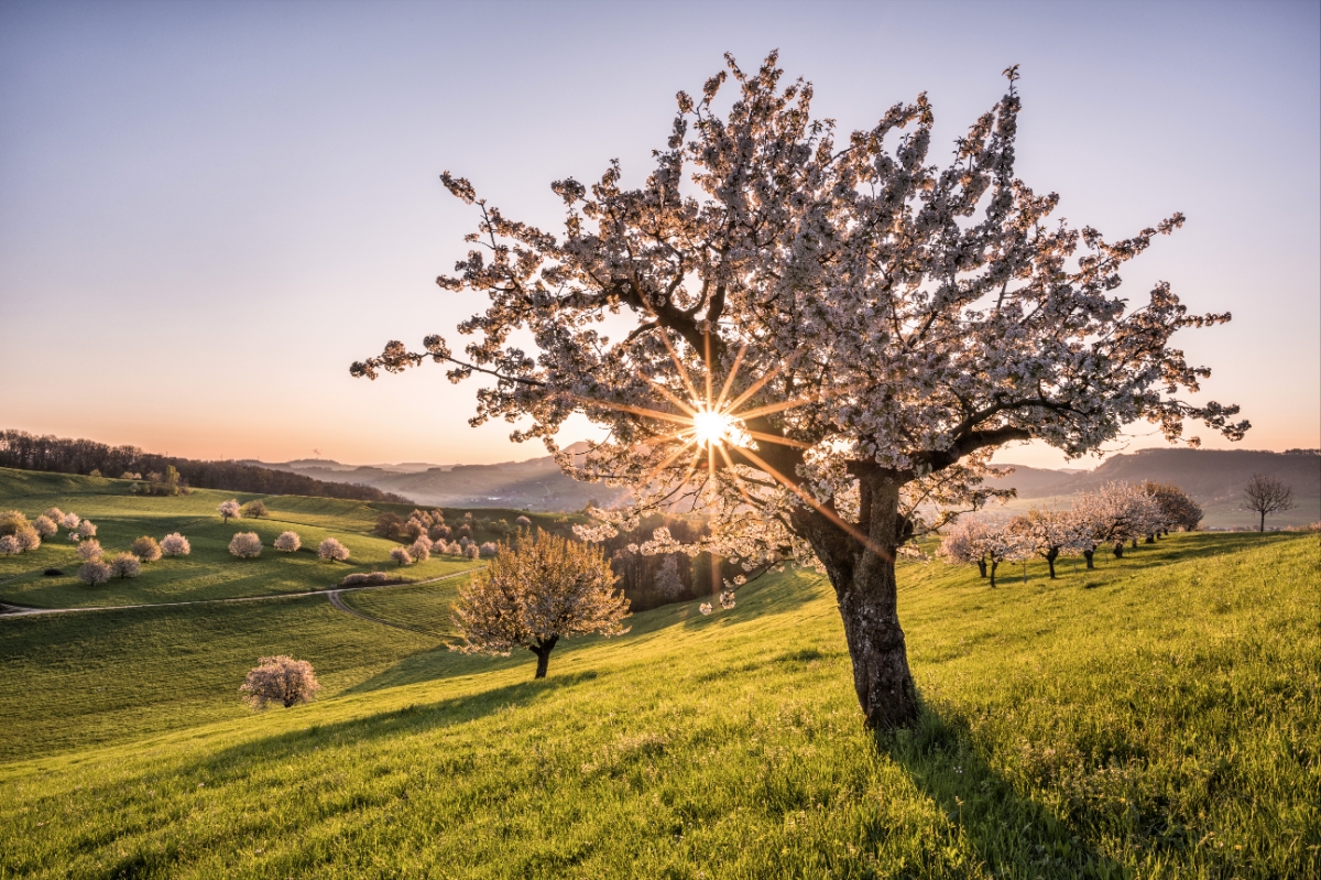 The Frick Valley in Switzerland during Cherry Blossom Season