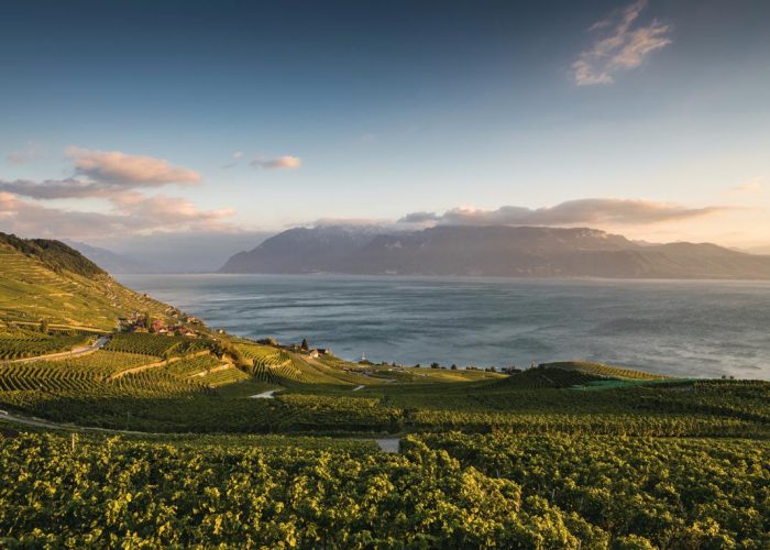 The UNESCO protected Lavaux hillside vineyard is the largest contiguous vineyard region in Switzerland.