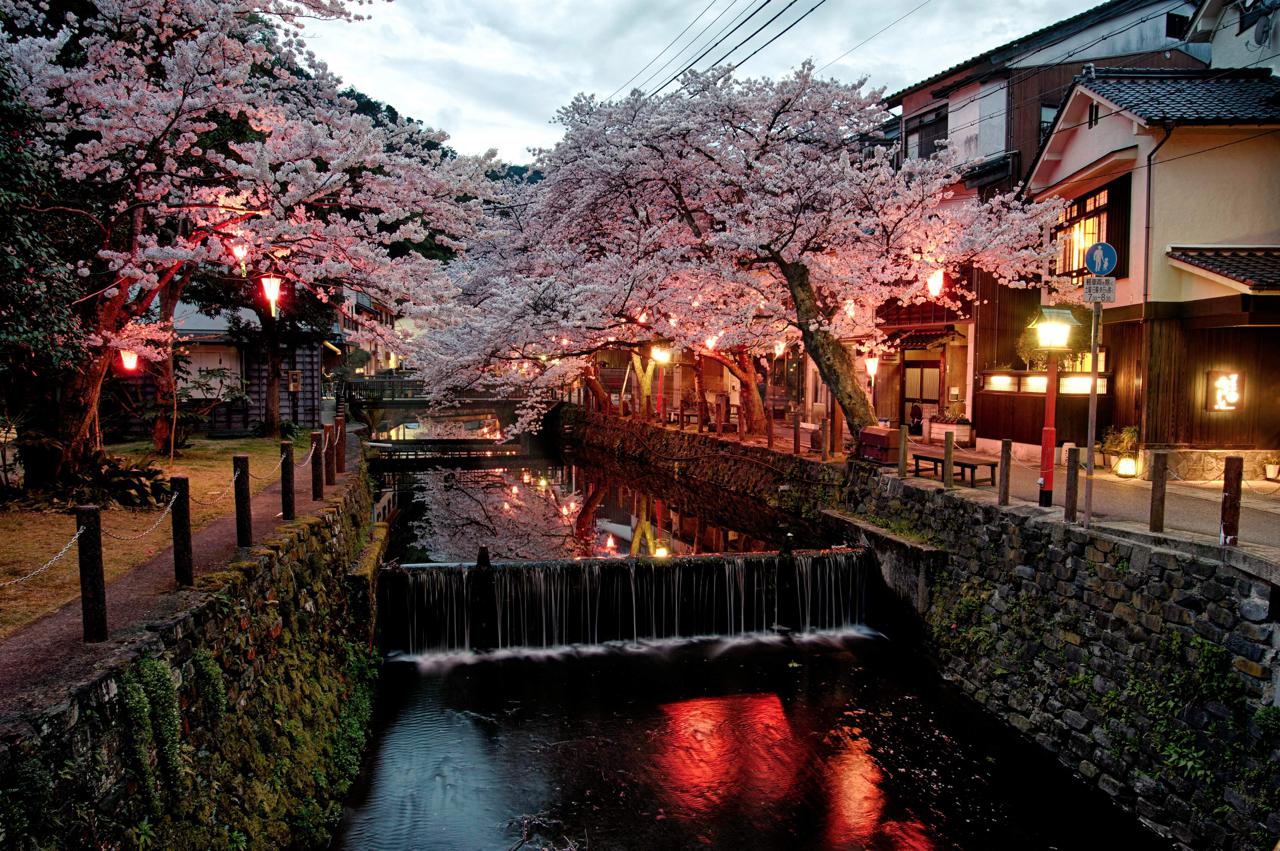 Cherry Blossoms in Kinosaki Onsen