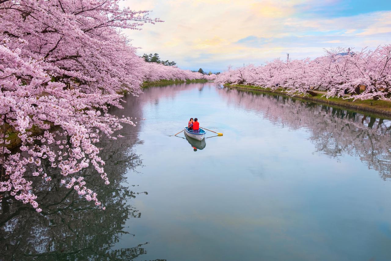 Cherry Blossoms at Hirosaki Park