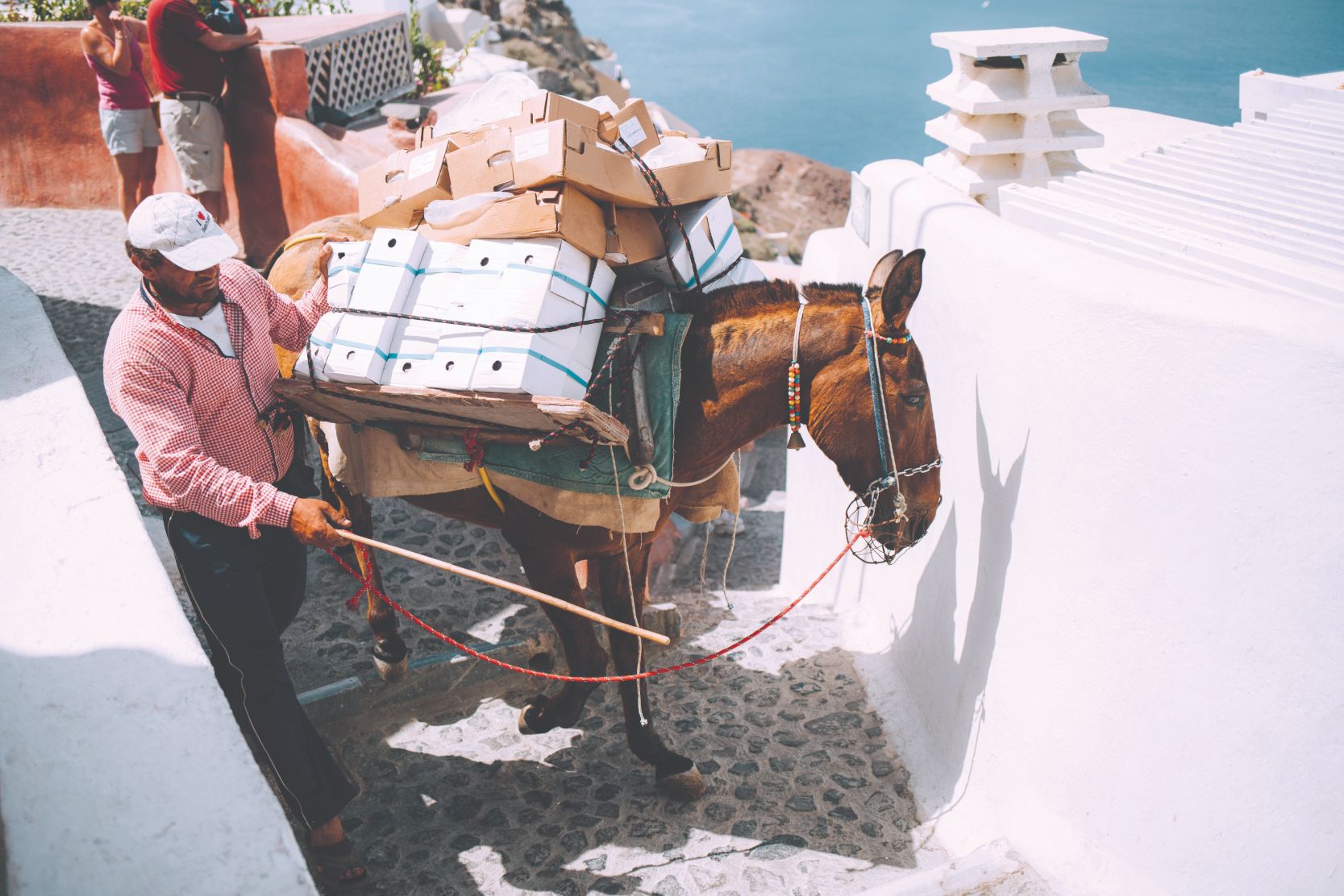 Santorini donkeys with ANIMONDIAL