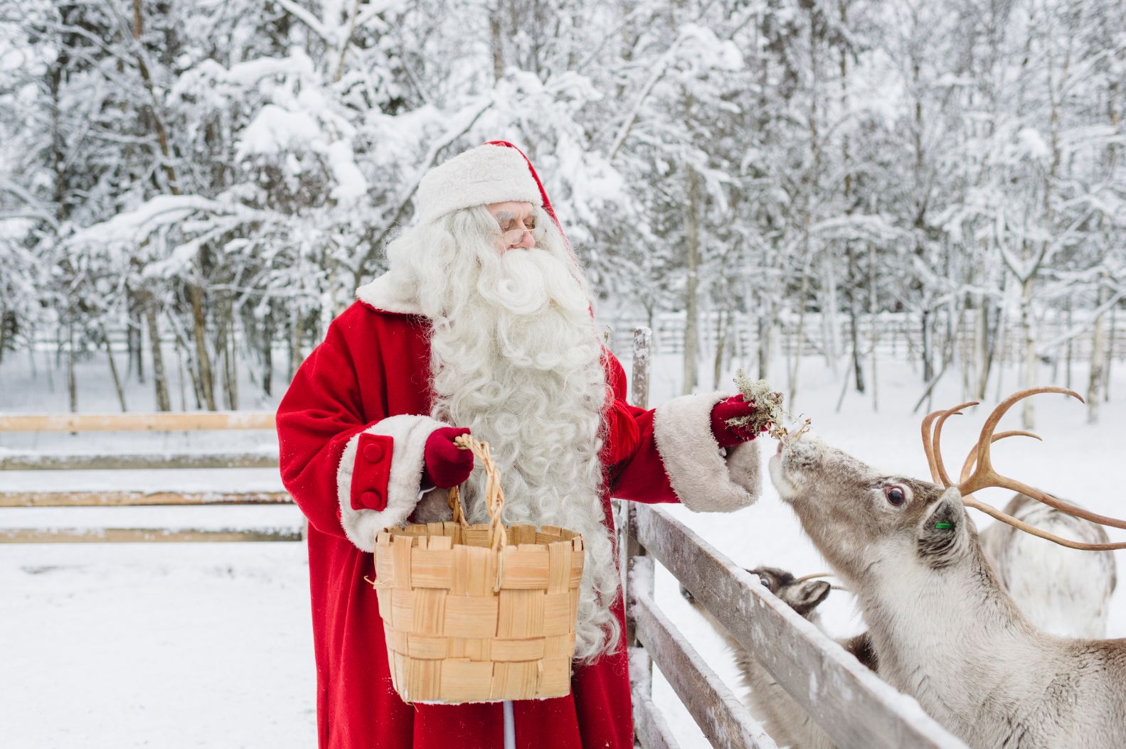 Santa Claus feeding reindeer, Rovaniemi, Lapland, Finland