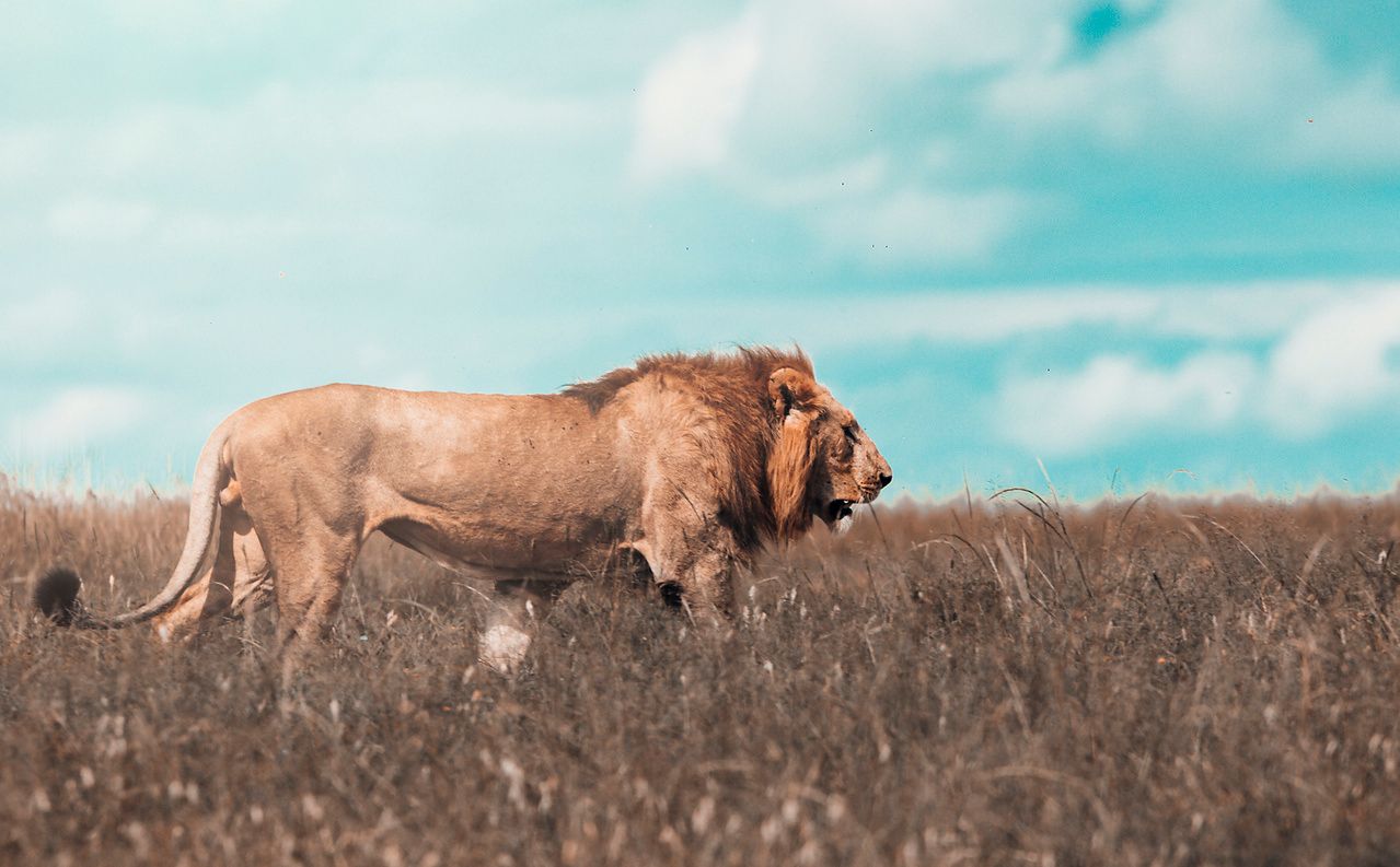 Lion on Family Travel Safari with VIrtuoso