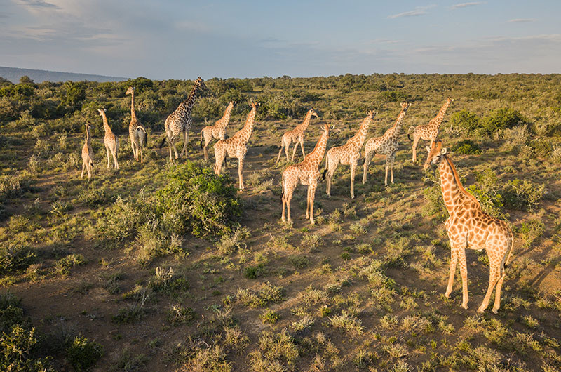 Kwandwe giraffe herd