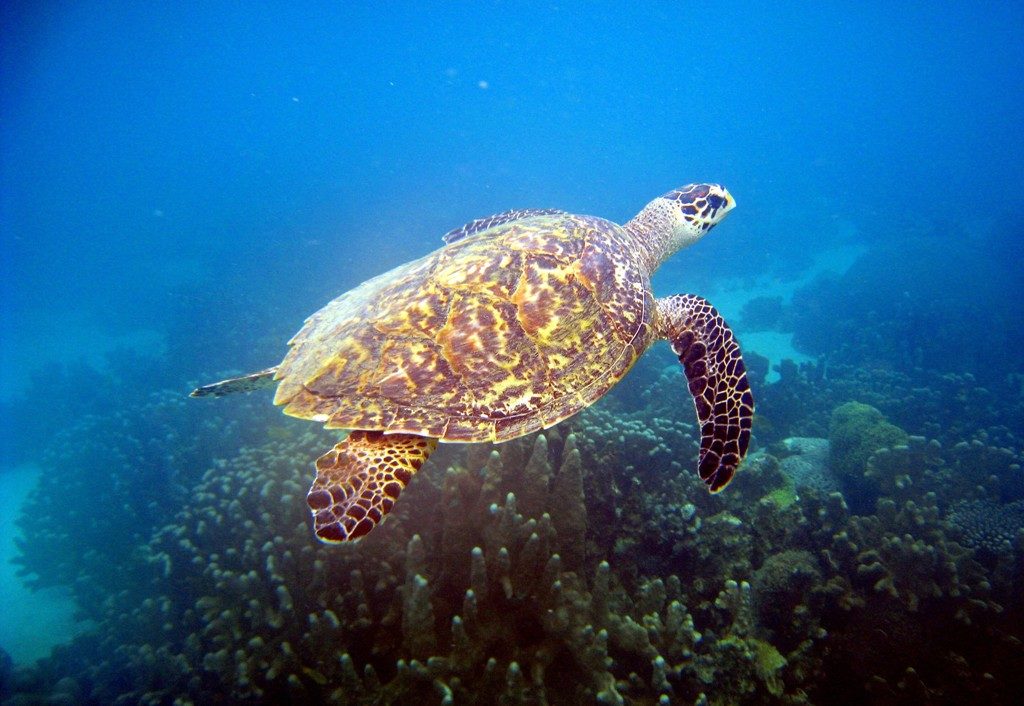 Turtle at Nosy Tanikely, Madagascar