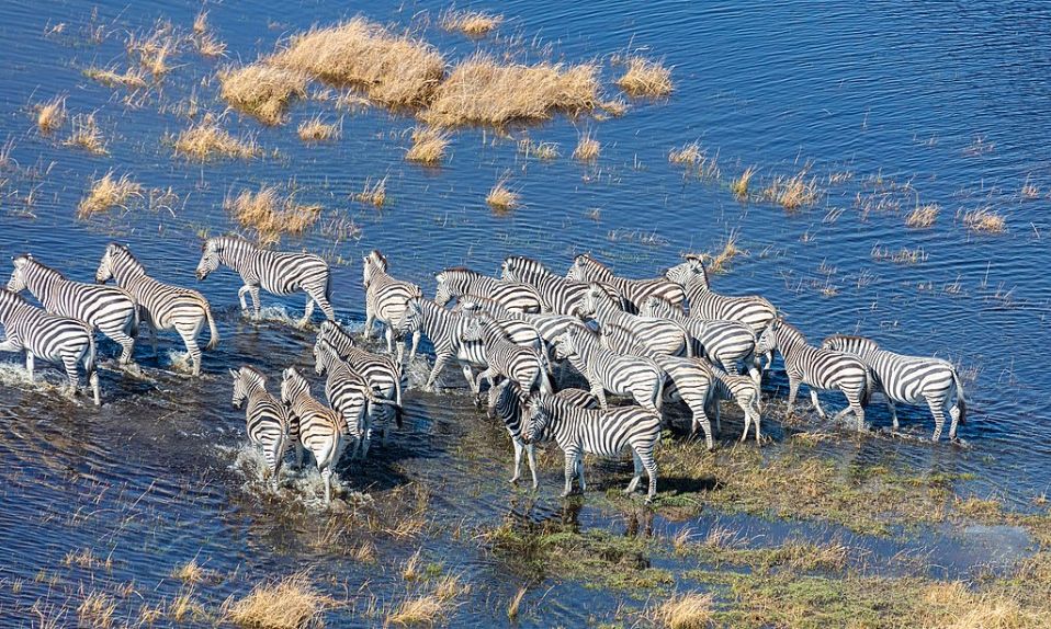 Zebra Migration in Okavango, Botswana, Jenman Safaris
