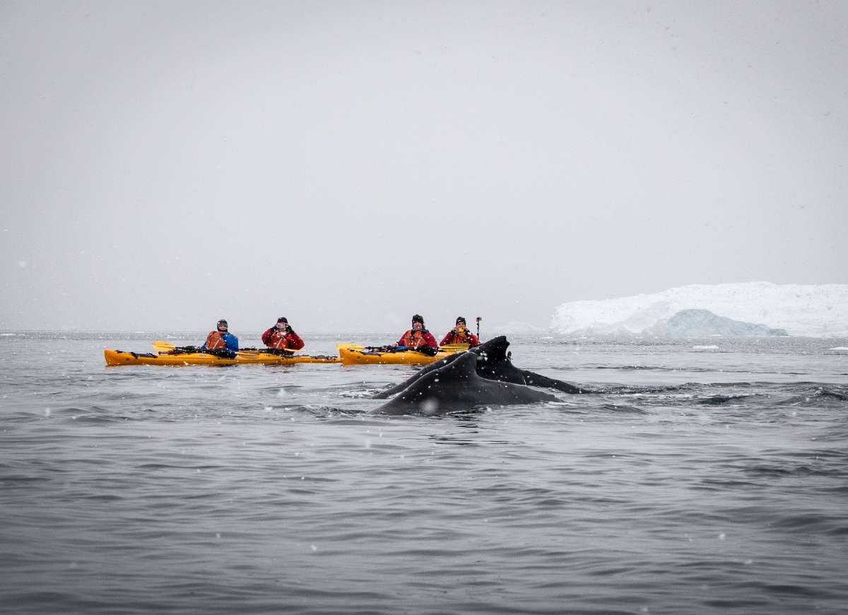Kayak the wilds of Antarctica with Southern Sea Ventures