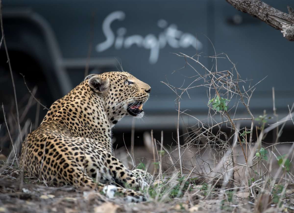 Leopard in Kruger National Park, credit Singita
