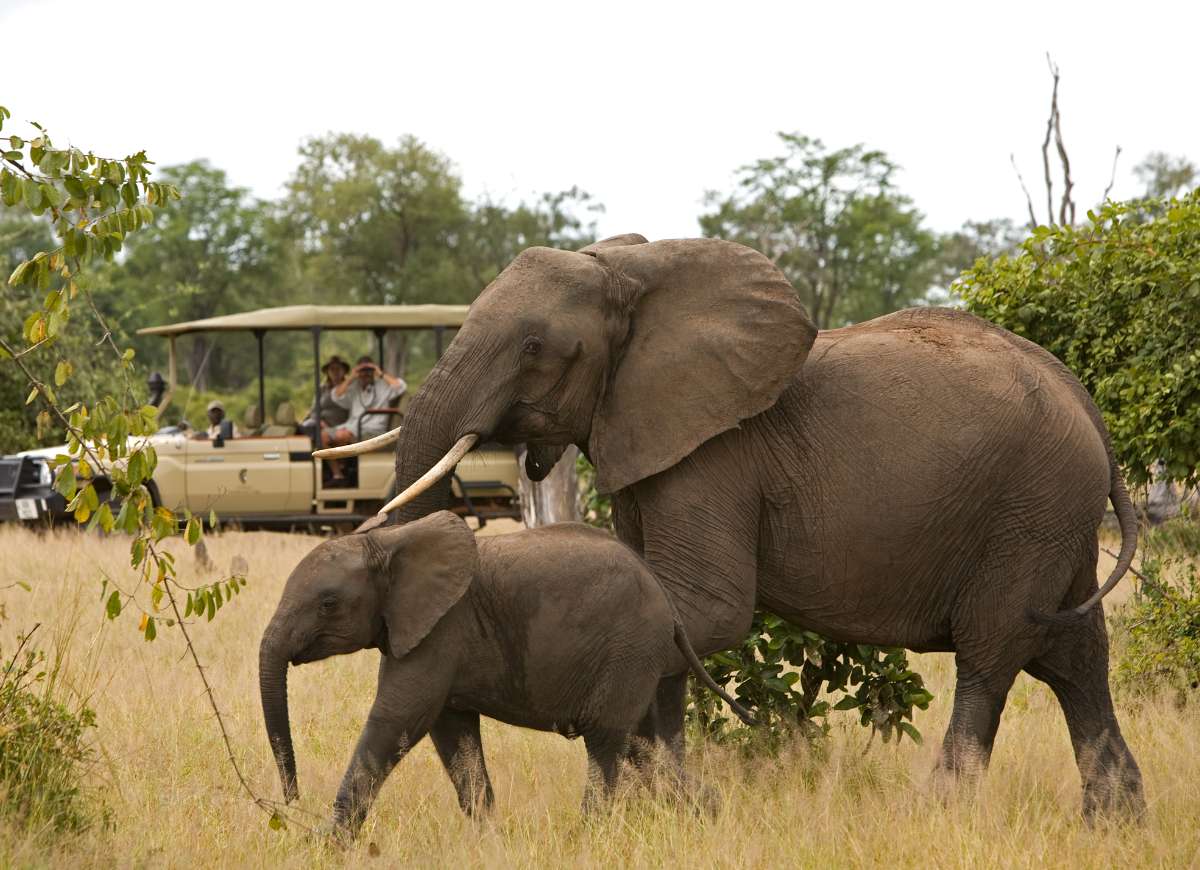 Elephants on safari, Copyright © Ian Johnson 2008 - Abercrombie & Kent Picture Library