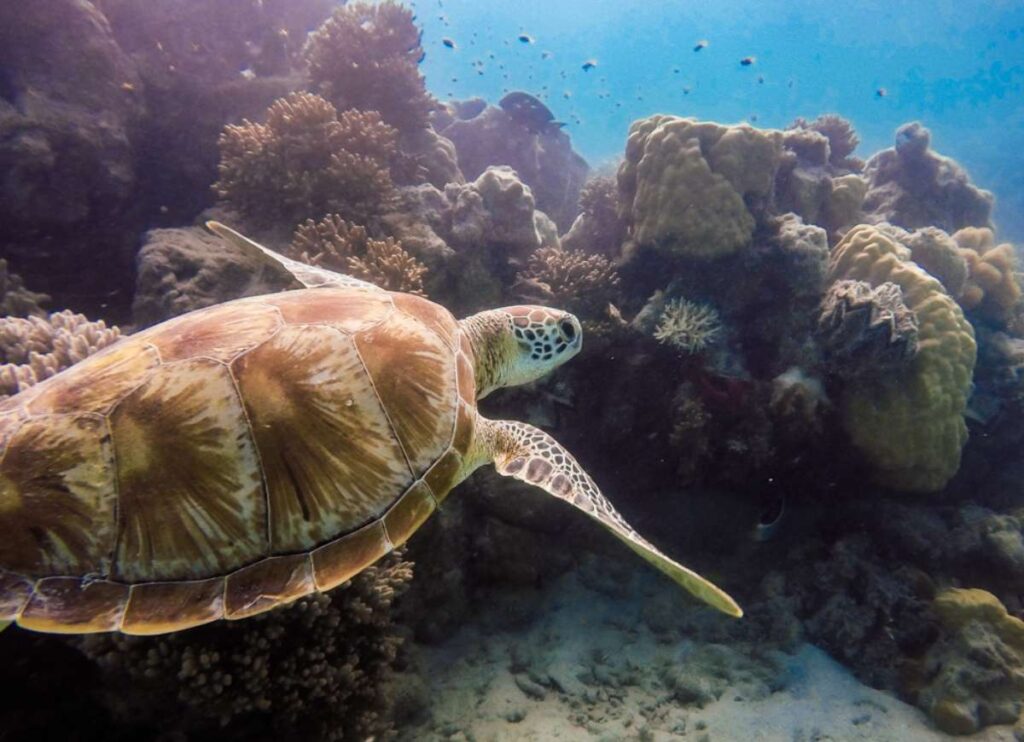 Lizard Island - Great Barrier Reef - Green Turtle Coral