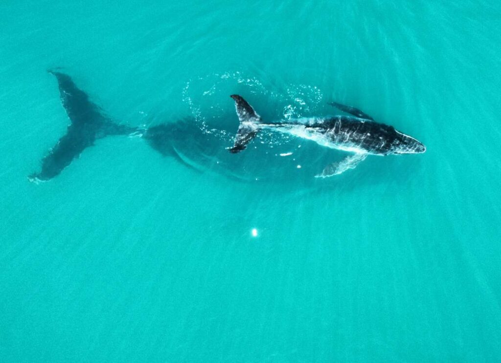 Whale Calf Swim Above - Mum Drone Image Courtesy by David Giddings