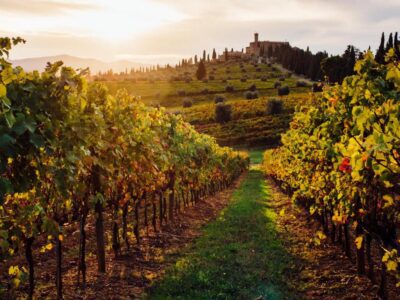 Four of Italy's most underrated wine regions