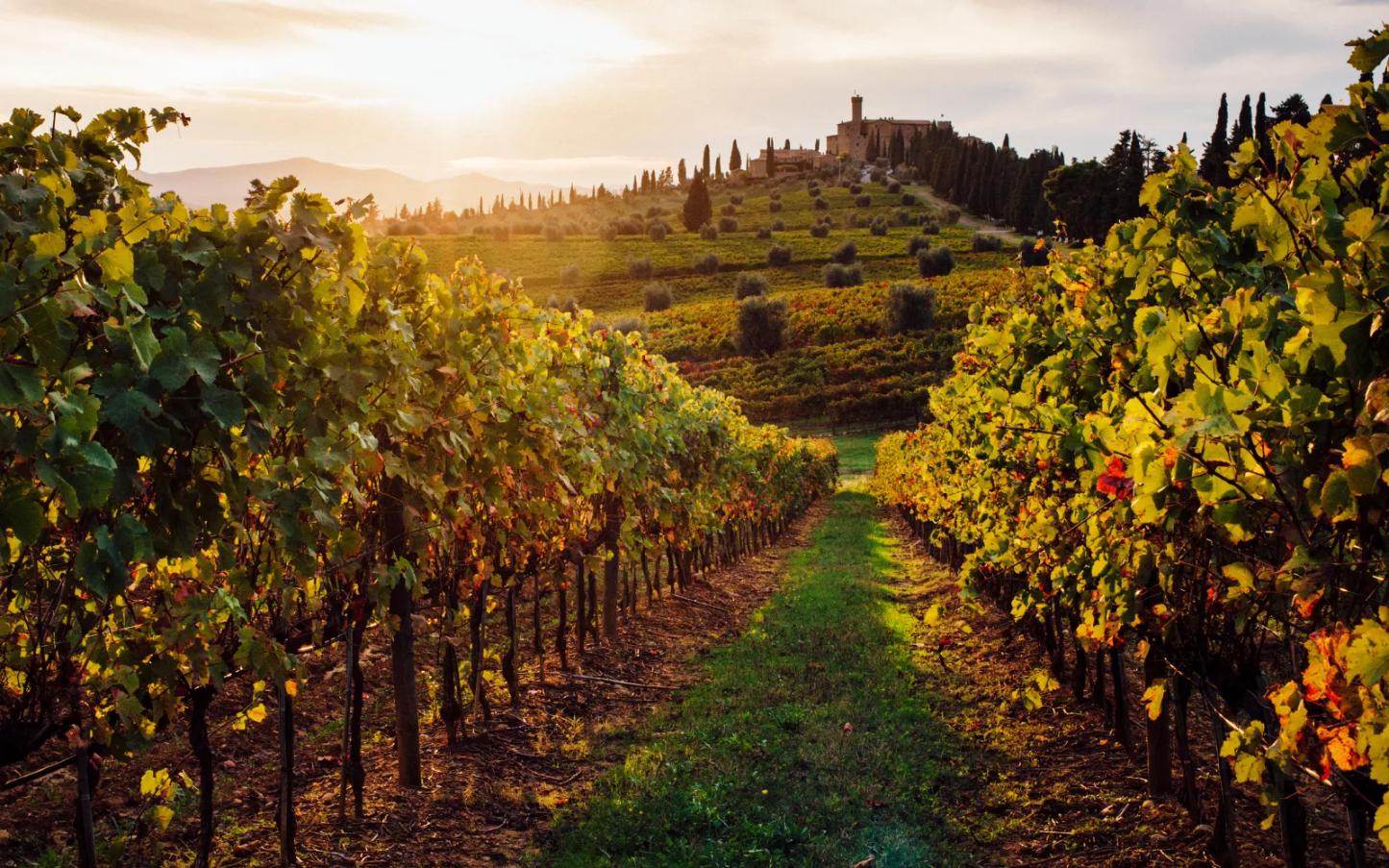 Calabria - vineyard